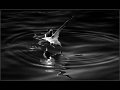 43 - Seagull diving - SMITH PIET - south africa